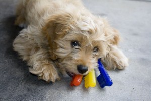 puppy and toys